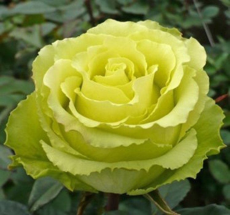 Фото 4. Ремонтантные сорта роз в питомнике Сад Растений