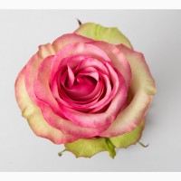 Ремонтантные сорта роз в питомнике Сад Растений