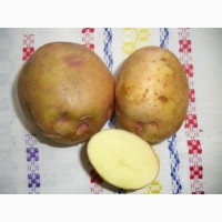 Картофель, семенной материал