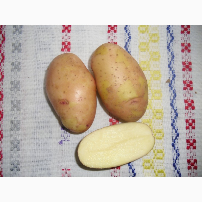 Фото 7. Картофель, семенной материал