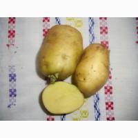 Картофель, семенной материал