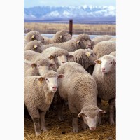 Продам барани вівці терміново Оптом