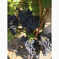 Продаю виноград Молдова