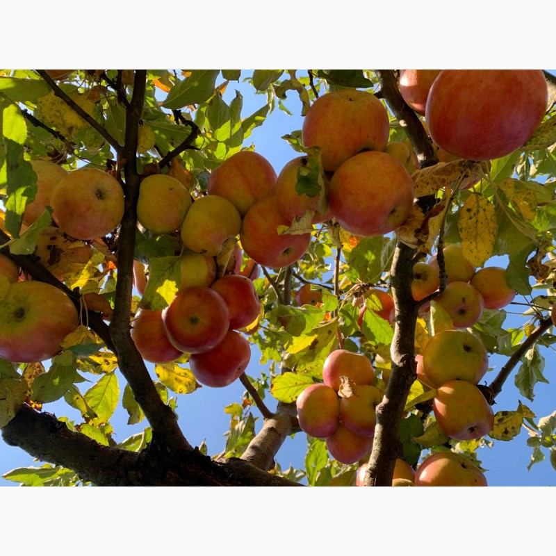 Фото 9. Обрізка плодових дерев та кущів у Полтаві та області