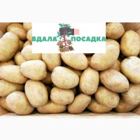 Продам насіння картоплі Арізона.Висока репродукція. Надсилання кар#039;єрськими службами