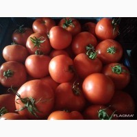 Продам помидоры Турция
