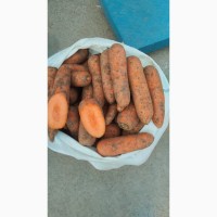 Продам морковку самовывоз