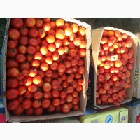 Продам помідор до 2 тон