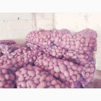 Продам картоплю оптом сорт Беларосса