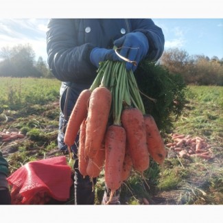 Продам моркву на корм тваринам