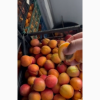 Продам абрикос оптом в великих об#039;ємах