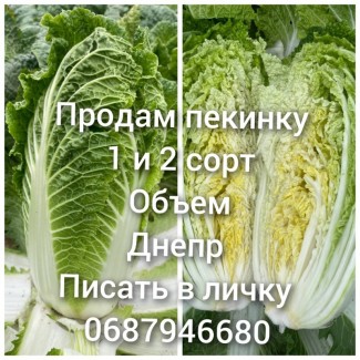 Продам пекинку капуста