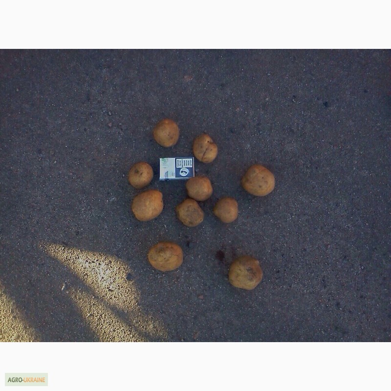 Фото 2. Ищем постоянных клиентов на покупку картофеля