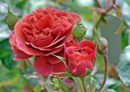 Фото 5. Троянди штамбові саджанці