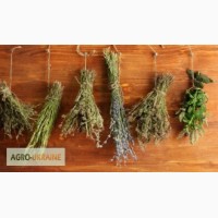 Лікарські трави, корінці (роздріб та опт)