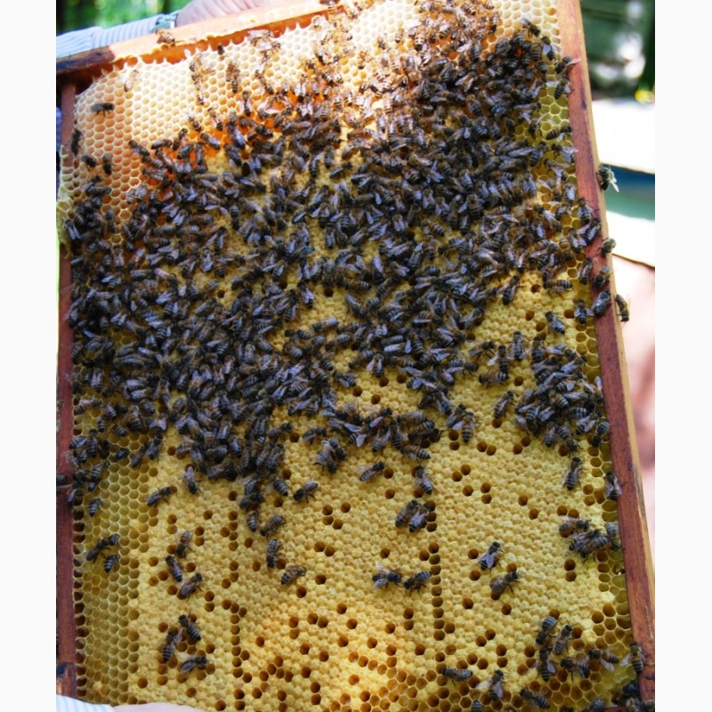 Фото 9. Продам бджолопакети