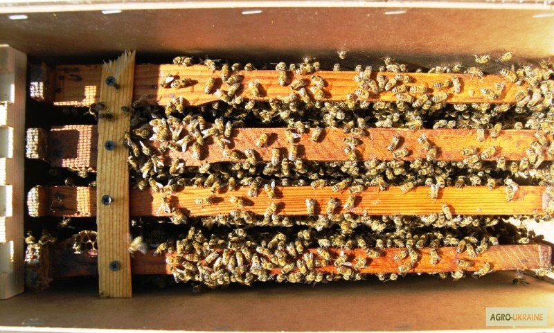 Фото 10. Продам бджолопакети