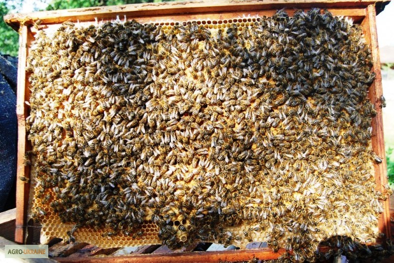 Фото 5. Продам бджолопакети