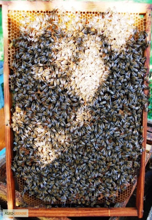 Фото 11. Продам бджолопакети