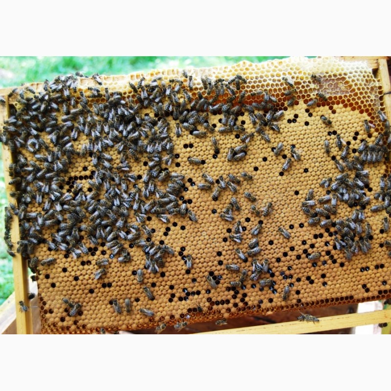 Фото 6. Продам бджолопакети