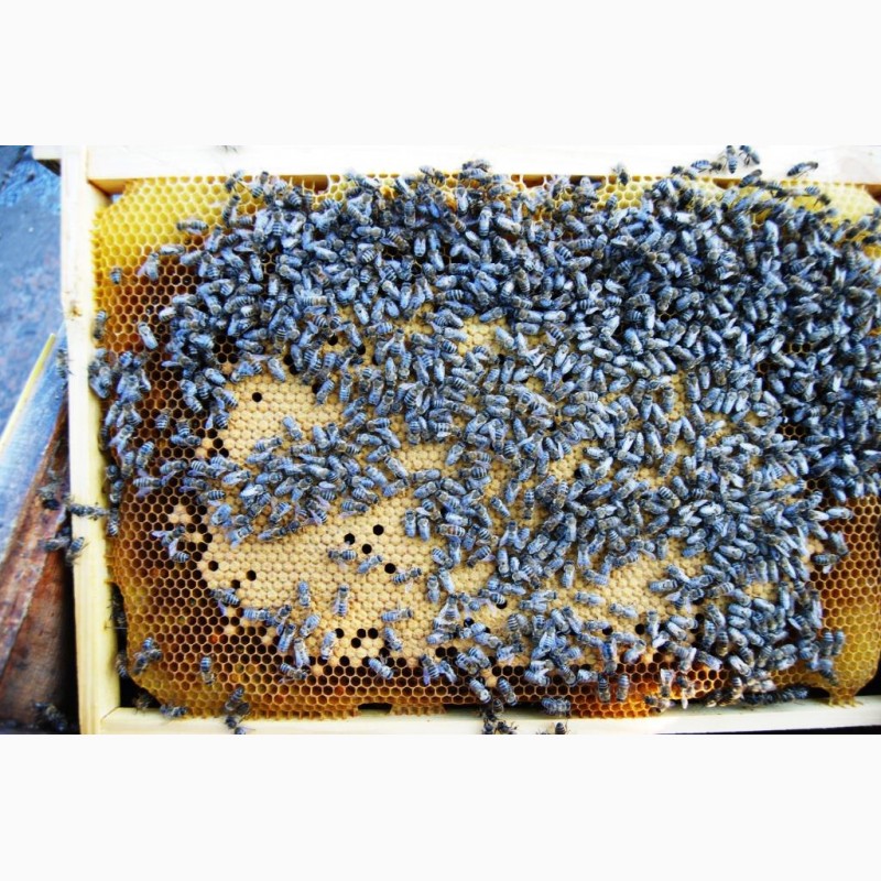 Фото 7. Продам бджолопакети