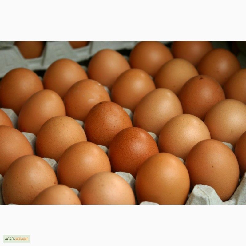 Фото 12. Яйца куриные
