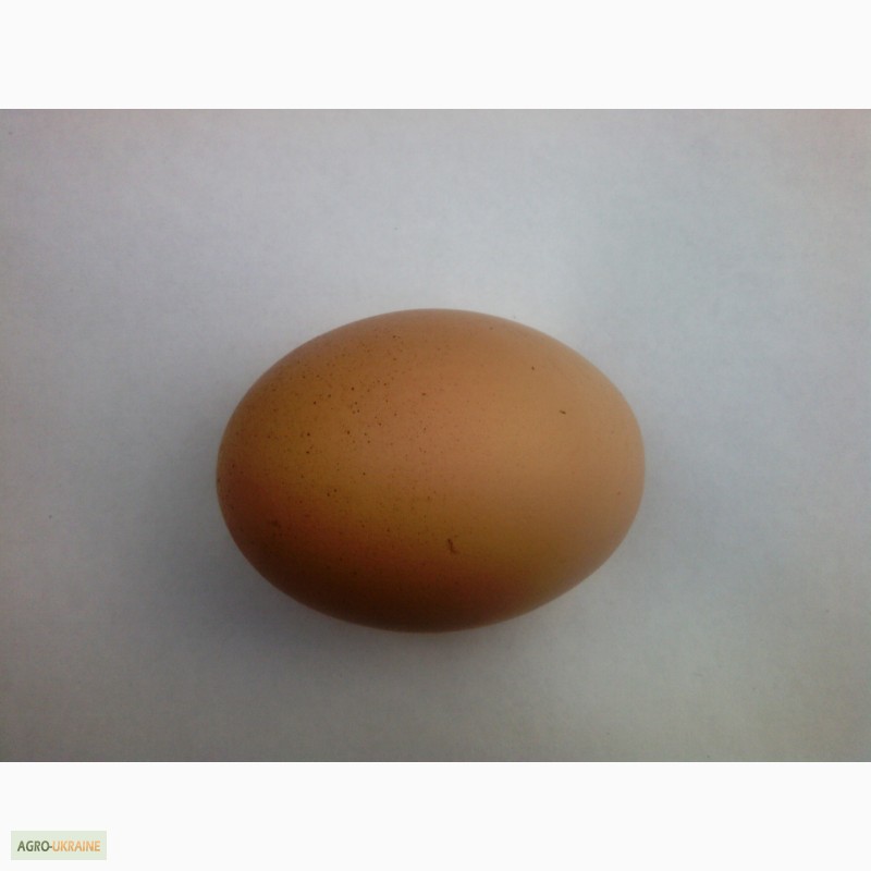 Фото 7. Яйца куриные