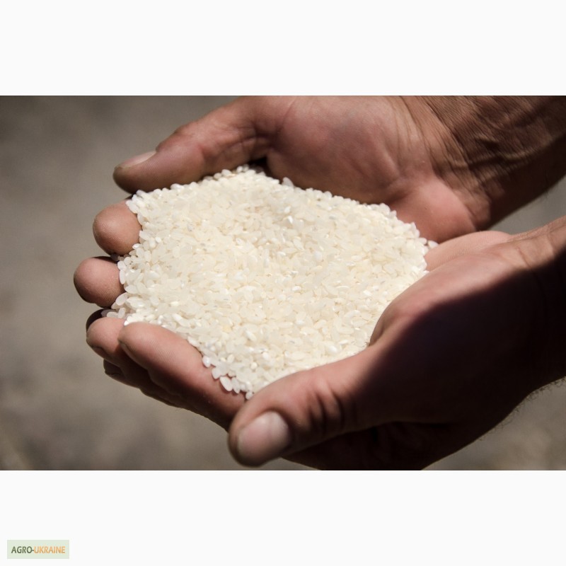 Фото 8. Качественный рис, Украинские Рисовые системы