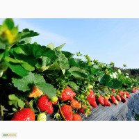 Клубника Strawberry