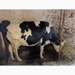 Продається дуже добра, молочна корова в Богородчанському районі
