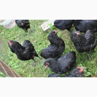 Продам цыплят араукана черного