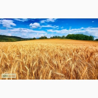 Закупка Пшеницы.Крупный Опт