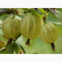 Саженцы малины ремонтантной (урожай 2 раза в год)