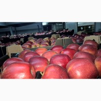 Продам яблоки в больших количествах от польского производителя