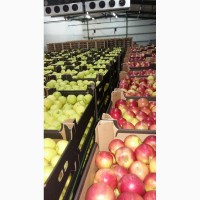 Продам яблоки в больших количествах от польского производителя