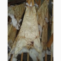 Продаем шкуры кроликов породы белый термонский