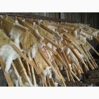 Продаем шкуры кроликов породы белый термонский