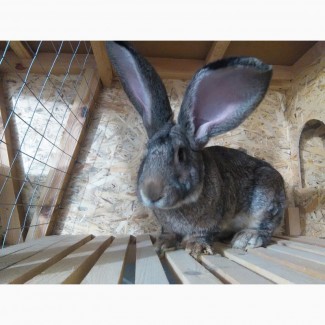 Продам племенных кроликов самой крупной породы - Бельгийский Ризен (Фландр)