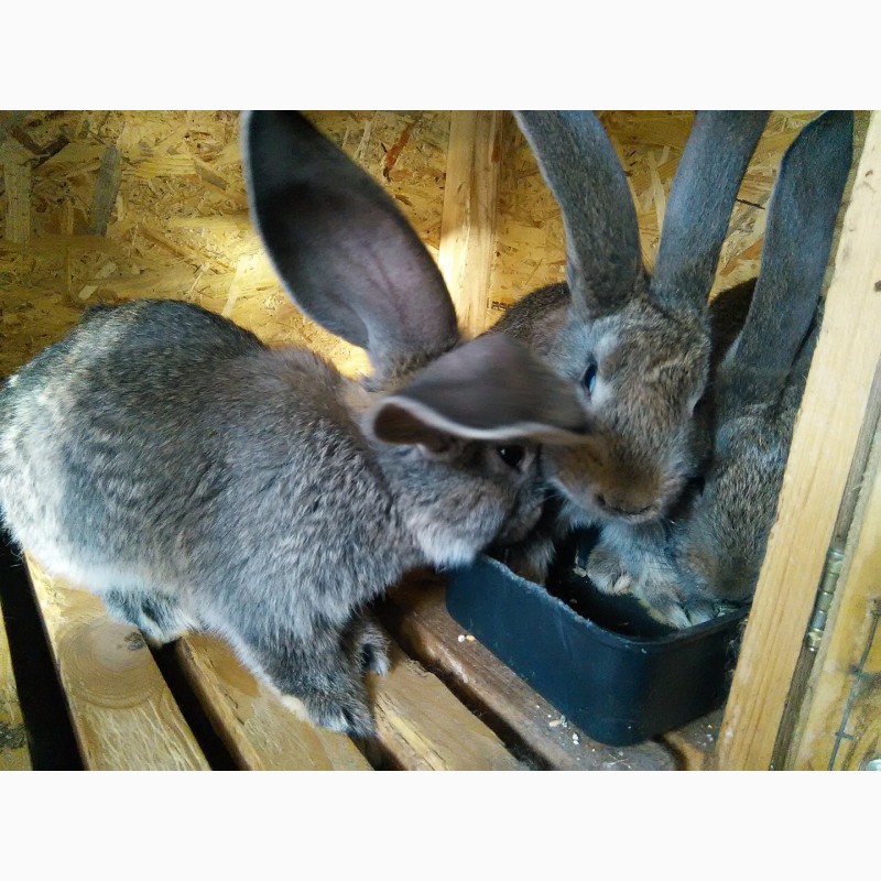 Фото 4. Продам племенных кроликов самой крупной породы - Бельгийский Ризен (Фландр)