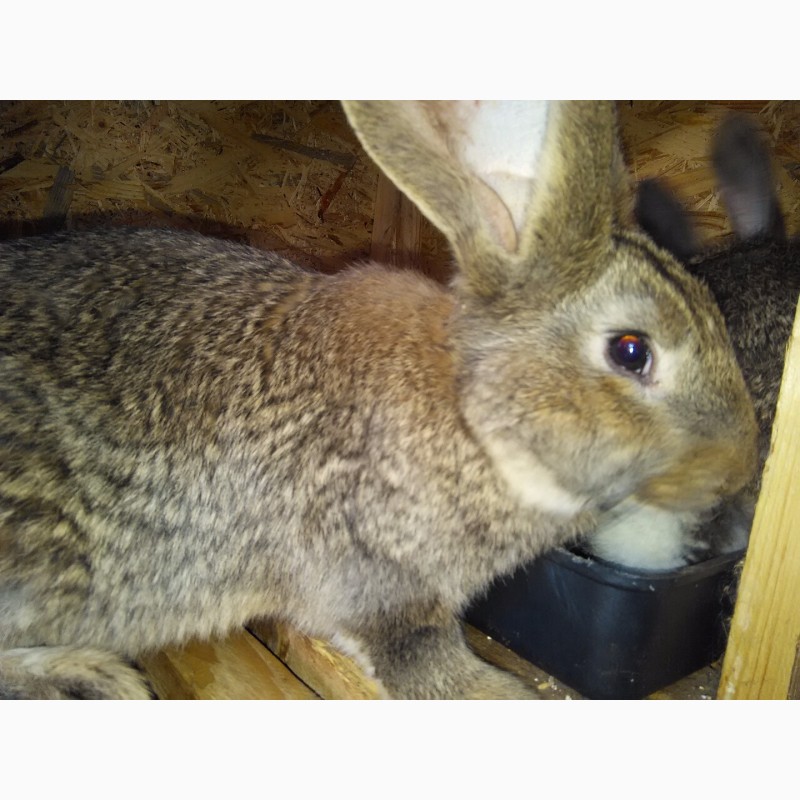 Фото 5. Продам племенных кроликов самой крупной породы - Бельгийский Ризен (Фландр)