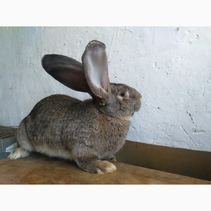 Фото 6. Продам племенных кроликов самой крупной породы - Бельгийский Ризен (Фландр)
