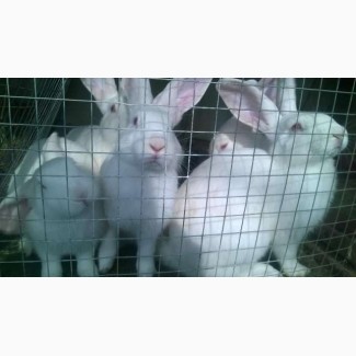 Продам кроликов Белый Паннон живым весом