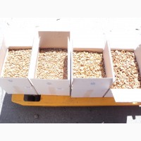 NutStar Export Company (Walnut ). 5.9$/kg