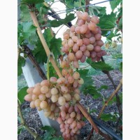 Продам столовый виноград (от 10 грн за 1кг)