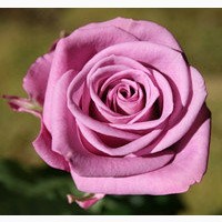 Саженцы роз - в розницу и оптом. Разные сорта