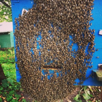 Продам Бджолопакети 2019 ( Пчелопакеты)