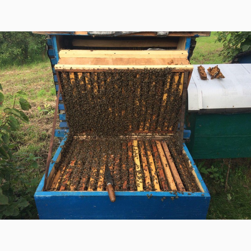 Фото 2. Продам Бджолопакети 2019 ( Пчелопакеты)
