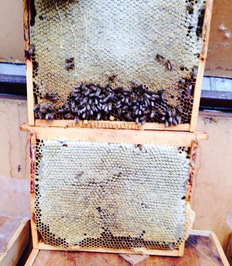Фото 3. Продам Бджолопакети 2019 ( Пчелопакеты)