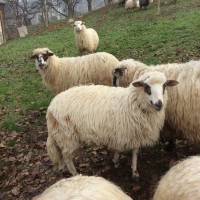 Продам вівці карпатськойі породи