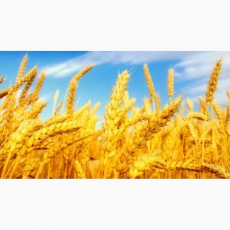 Покупаем фуражную пшеницу в больших количествах
